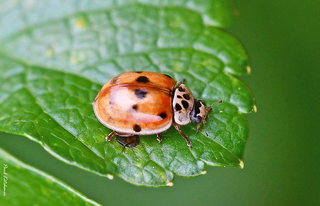 10-spot Ladybird (Adalia decempunctata)