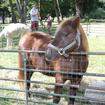 Petting Zoo from Bronx Equestrian