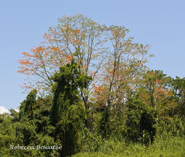 Flame Tree 'Erythrina poeppigiana'