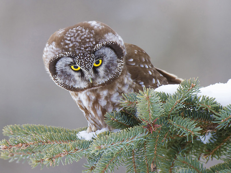 2019 Image of the Year - Hunting Boreal Owl by Ramu Bijanki