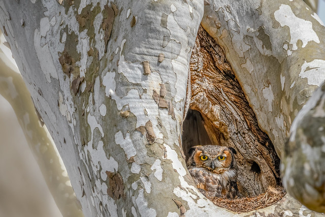Great Horned Owl (explored 3/20/2020)