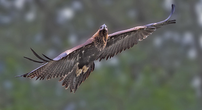 Wedge-tailed Eagle 5