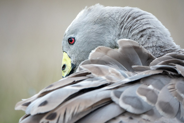 Cape Barren Goose : Attention to preening