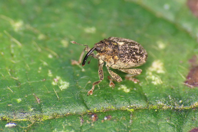 Ceutorhynchus pallidactylus - Cabbage Stem Weevil