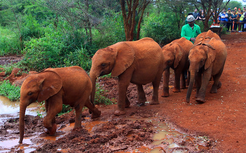 2020-02-23 | Nairobi. At the Sheldrick elephant orphanage. | Guillaume ...