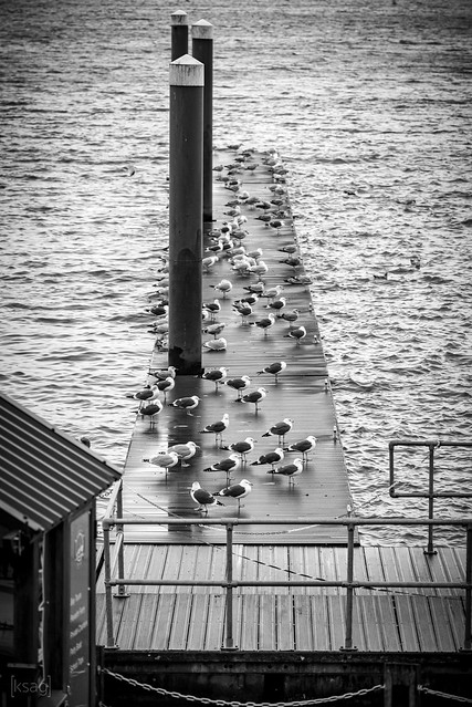 Birds on Mermaid Quay, Cardiff, Wales, UK
