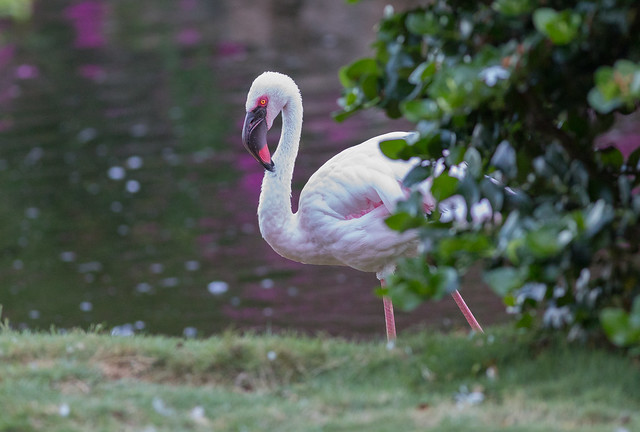 Flamingo (481_2590-1)