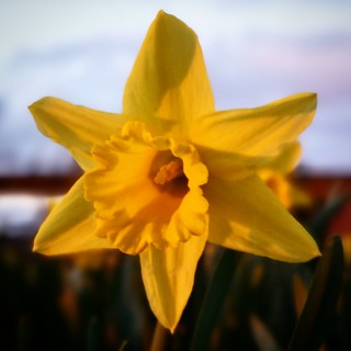 #daffodils at #sunset #flowers #nature #Scotland #colours