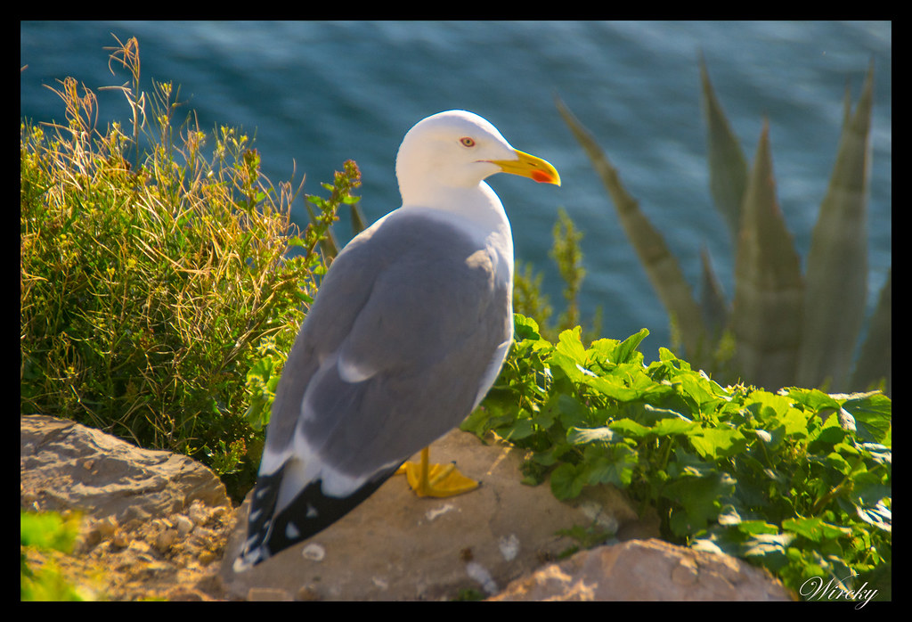 Gaviota