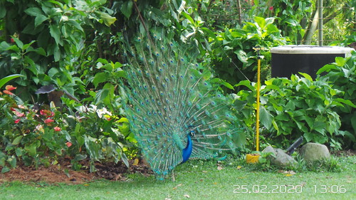 venecia coffeeplantation colombia peacock
