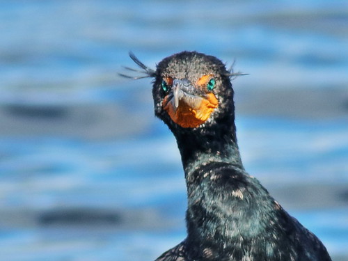 Double-crested Cormorant 02-20200318