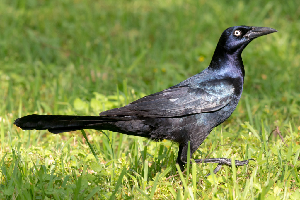 Black Birds with Blue Heads - Great-Tailed Grackle
