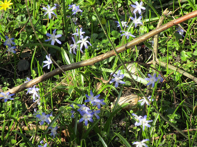 der Frühling breitet sich mit kleinen blauen Blümchen aus