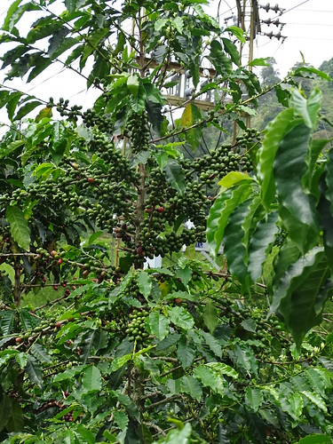 venecia coffeeplantation colombia