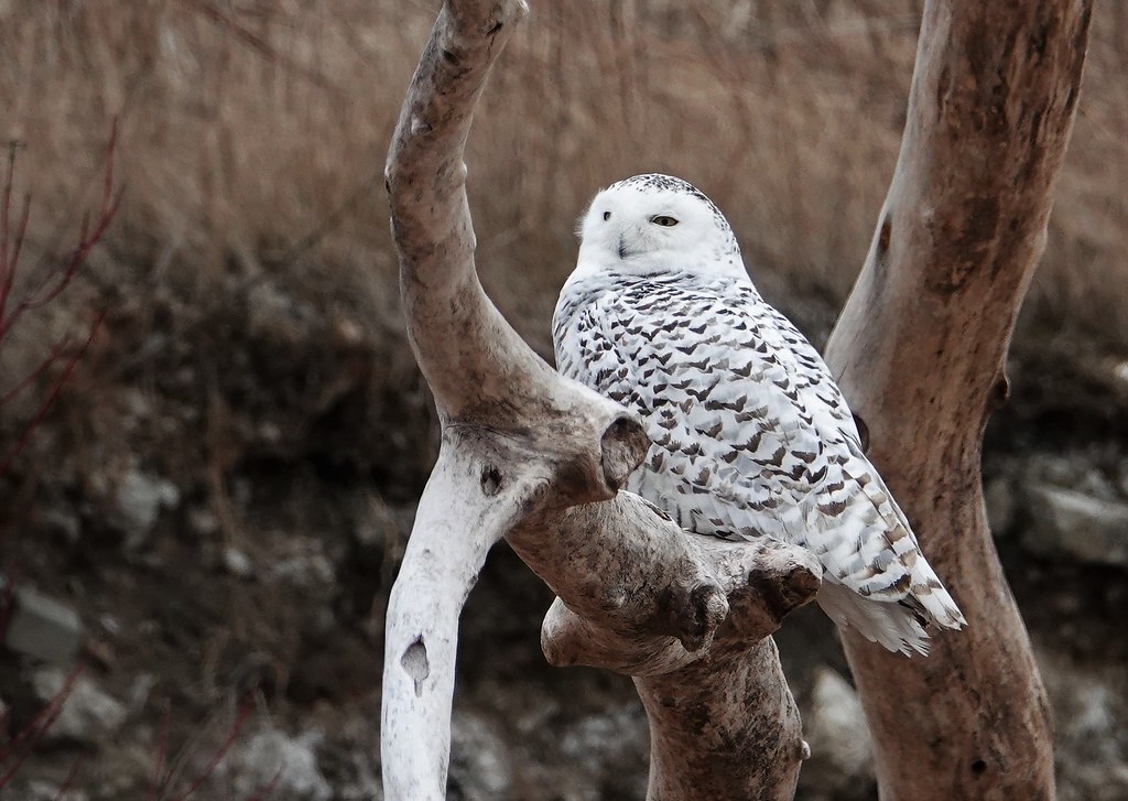 Snowy Owl, Toronto.