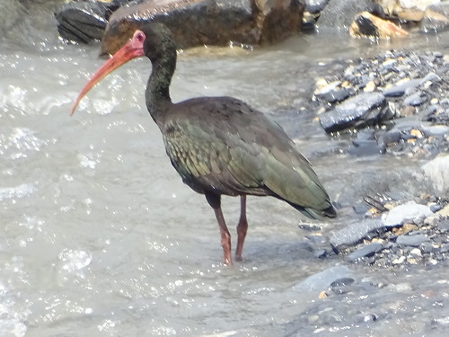 venecia coffeeplantation colombia ibis barefacedibis