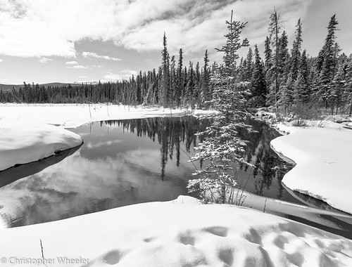 canonmountadapterefeosr natural landscape canonef1740mmf40l outside withinwalkingdistance northof60 beauty 2020 winter brightday borealforest march daytime sunny wild boreal copperhaulroadarea handheld north snow northern yukon canada sunnyday canoneosr southernyukon bright whitehorse