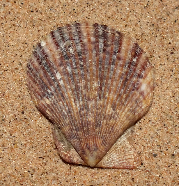Variegated scallop (Mimachlamys varia)