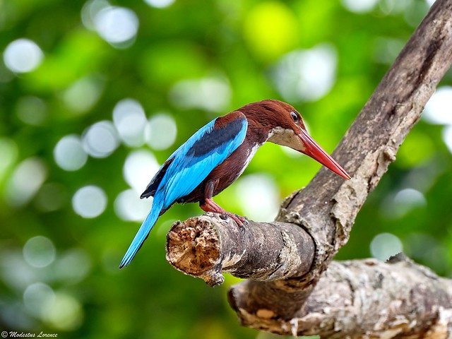 Kingfisher (white-throated) in Sri Lanka