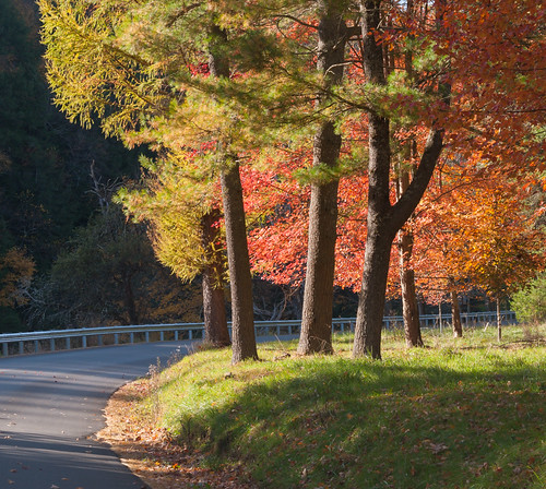 sepan lightroom nikon d700 pa pennsylvania clarionriver riverroad cookforest statepark autumn fall sunlight road guardrail trees leaves