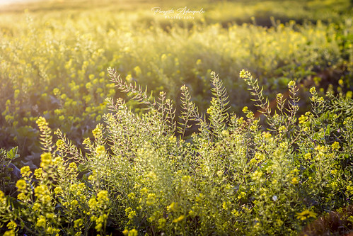 nikon d7200 macro nature photography flowers leaves sunset light spring colours greece