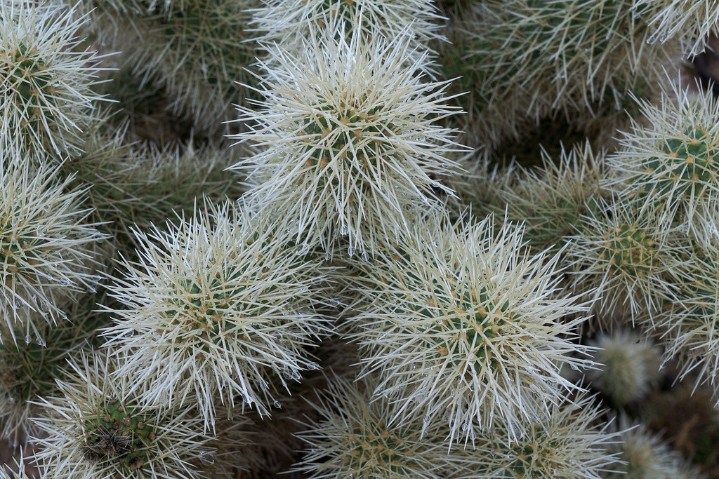 Rain drops collect at the ends of horizontal spines on a teddy bear cholla on the Jane Rau Trail in McDowell Sonoran Preserve in Scottsdale, Arizona in December 2019