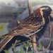 Flickr photo 'Calcarius lapponicus (1-8-19 AMNH BirdsoftheWorld)' by: Bárbol.