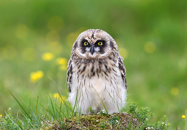 Short-eared Owl (Brandugla) 73
