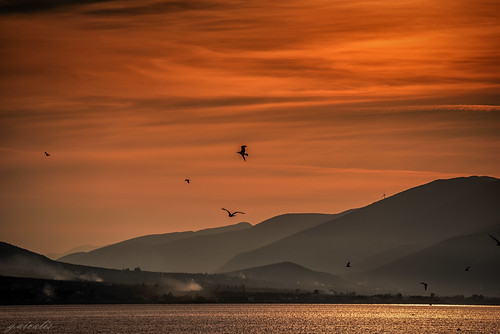 seagulls sea sunset evia greece chalkis