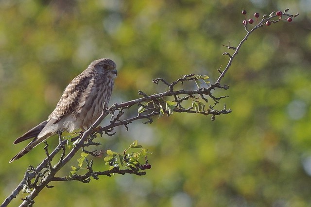 Female Kestrel - Falco tinnunculus
