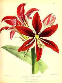 n86_w1150 | The floral magazine; London,L. Reeve & Co. biodi… | Flickr