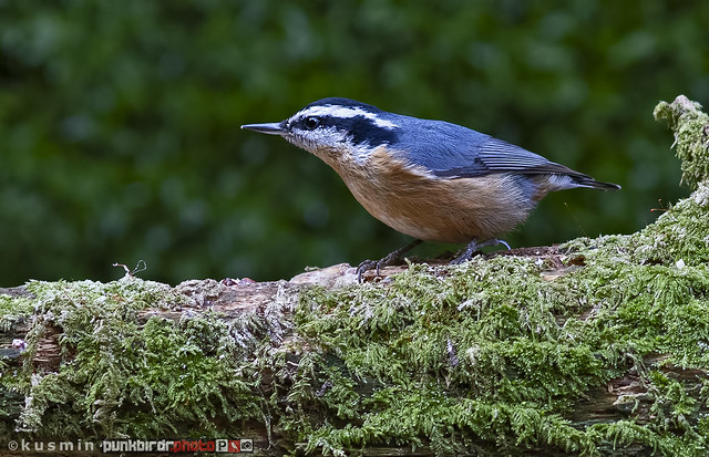 red-breasted nuthatch (sitta canadensis)