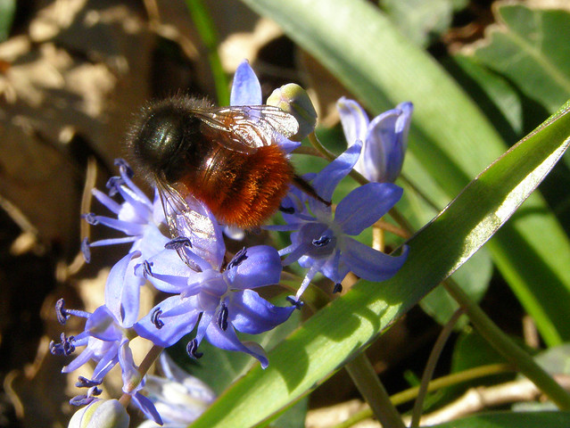 Bilberry bumblebee (Bombus monticola) on alpine squill (Scilla bifolia)