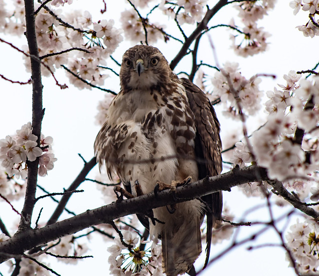 Hawk hiding in the Cherry Blossoms
