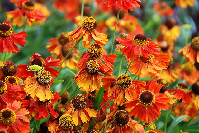 Heleniums Can Still Bring Colour and Beauty to a Late Summer Garden!