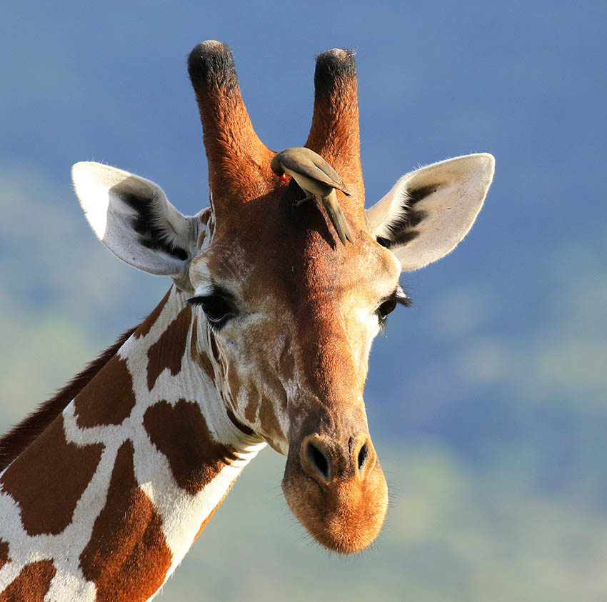 Reticulated giraffe and red-billed oxpecker - Namunyak Wildlife Conservancy - Northern Kenya