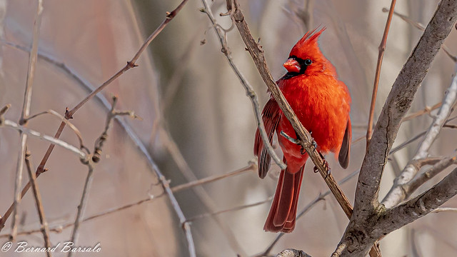 cardinal rouge - Cardinalis cardinalis - Northern Cardinal