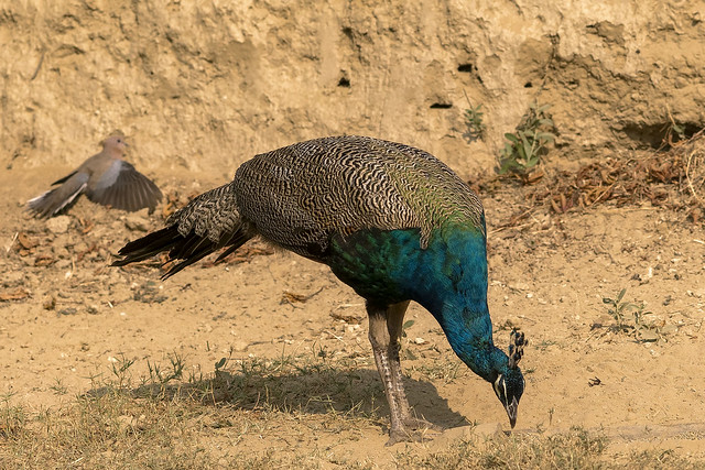 Peacock - Bharatpur - India