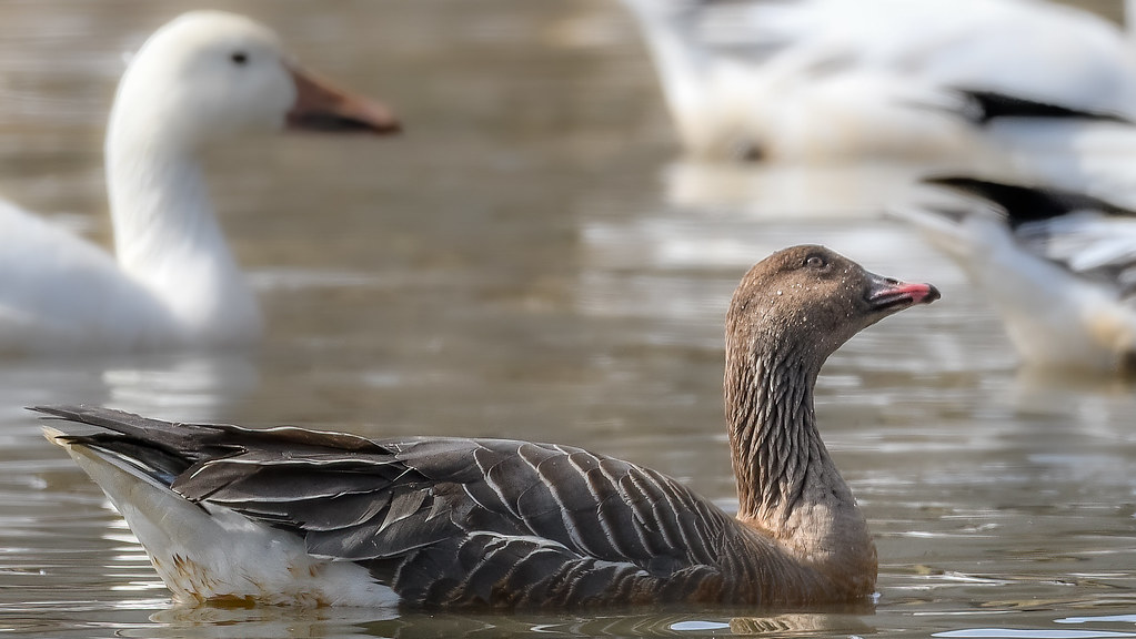 Pink-Footed Goose (explored 3/22/20)