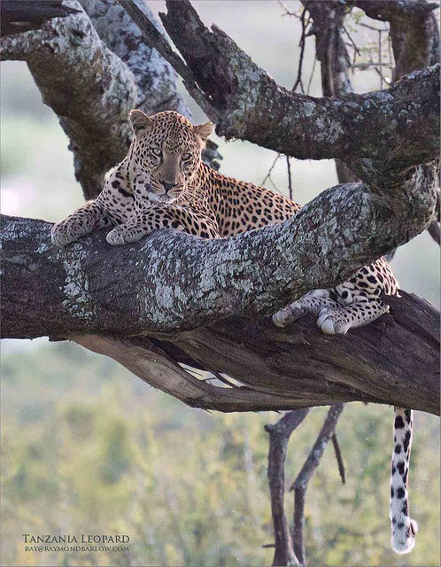 Leopard in Tanzania