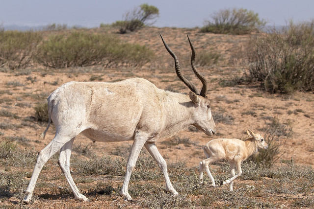 Addax nasomaculatus (Addax) mother and calf - Bovidae - Souss-Massa NP, Agadir, Morocco