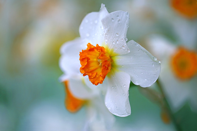 White Daffodil with Yellow Cup