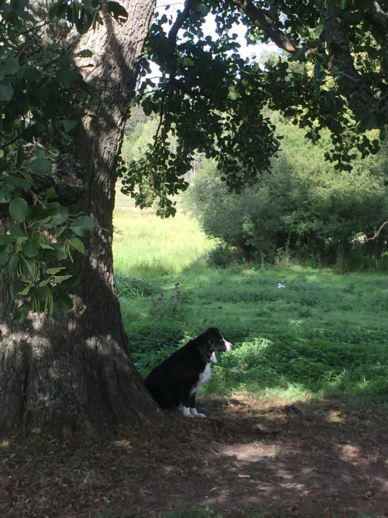 Pippi under trädet