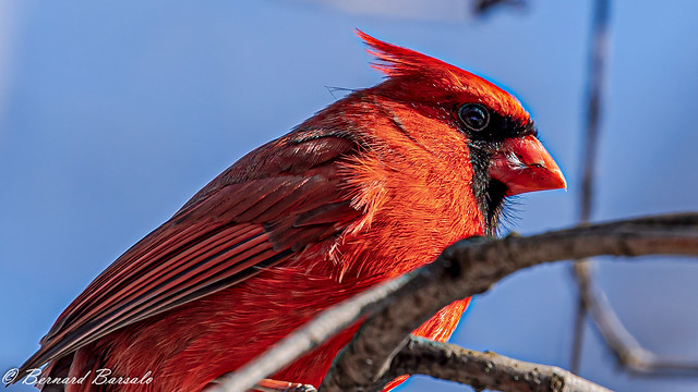 cardinal rouge - Cardinalis cardinalis - Northern Cardinal