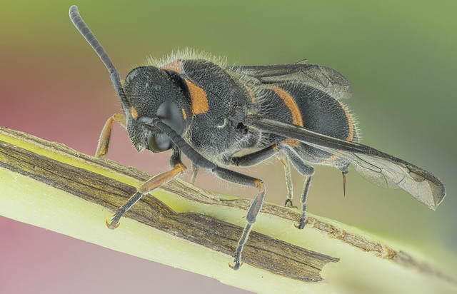 F. Eumenidae. Ancistrocerus haematodes