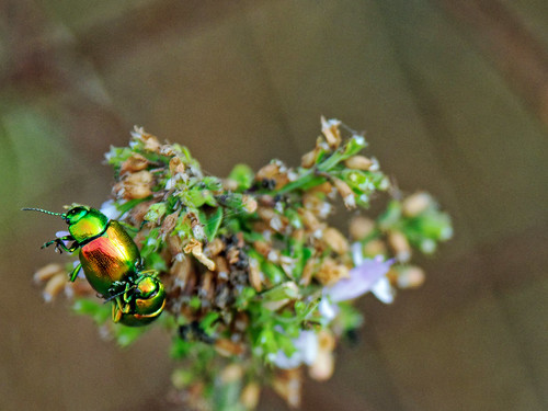 Bugs (Olympus OM-D EM1.2 & M.Zuiko 12-100mm f4 Pro Zoom) | by markdbaynham