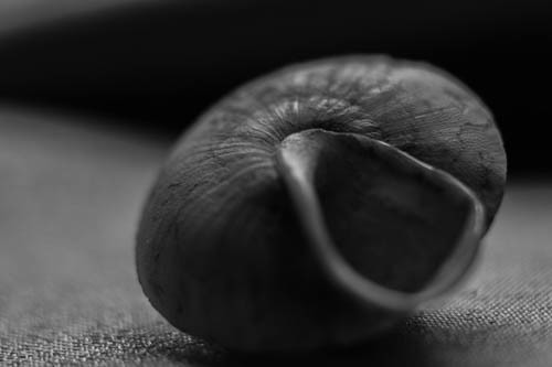 empty snail shell