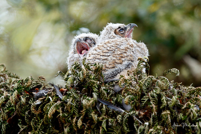 Synchronized Yawning: Great-horned Owlets