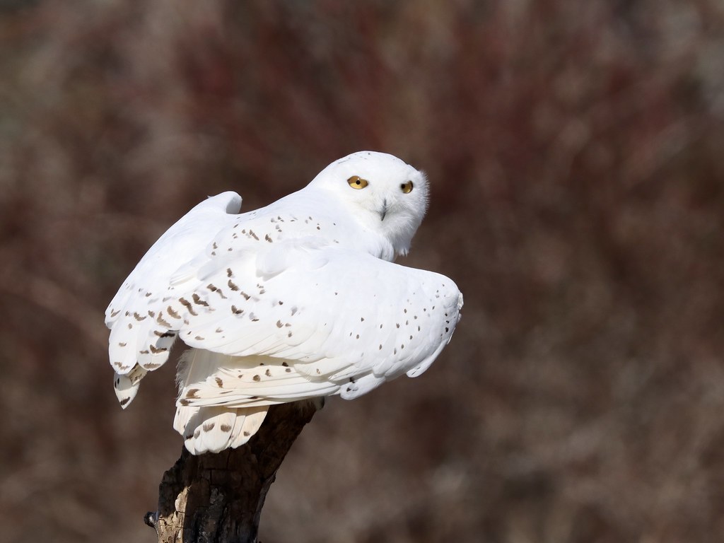 Snowy owl on branch