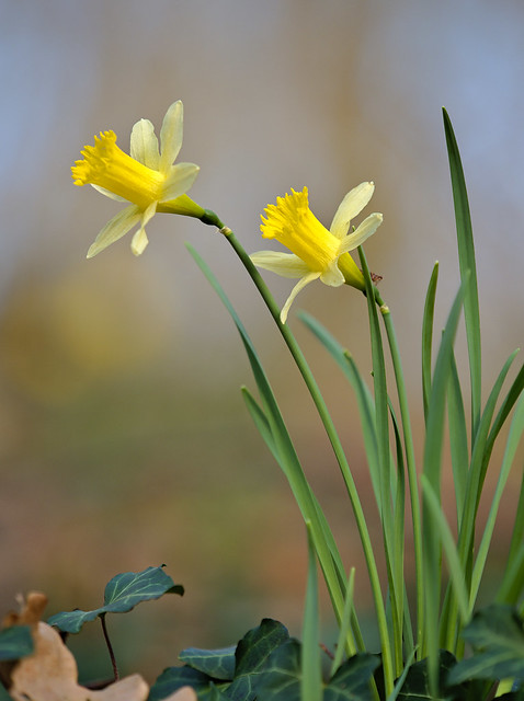 Daffodils in the Belgian woods